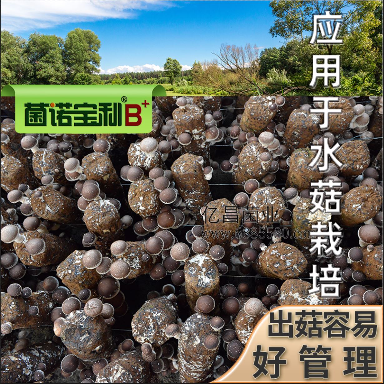 億昌菌業(yè)-菌諾寶利B+（網(wǎng)頁-40）應用于水菇栽培，出菇容易，好管理