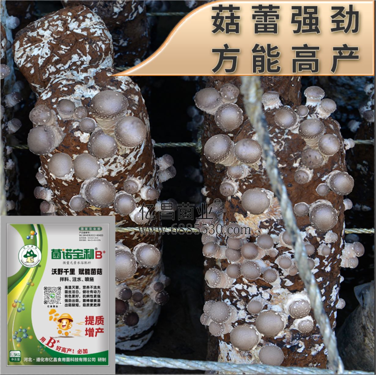億昌菌業(yè)-菌諾寶利B+（網(wǎng)頁-41）菇蕾強勁，方能高產(chǎn)