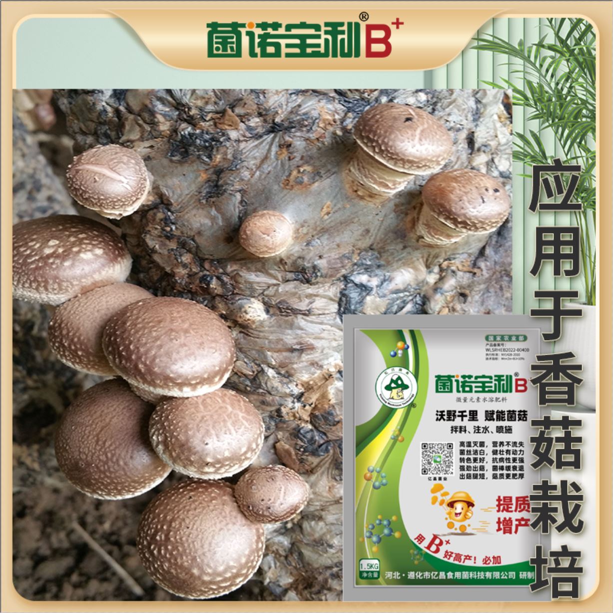 億昌菌業(yè)-菌諾寶利B+（網(wǎng)頁-44）應用于香菇栽培