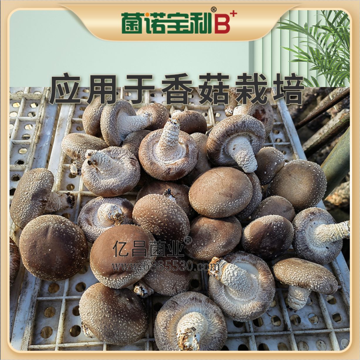 億昌菌業(yè)-菌諾寶利B+（網(wǎng)頁-45）應用于香菇栽培