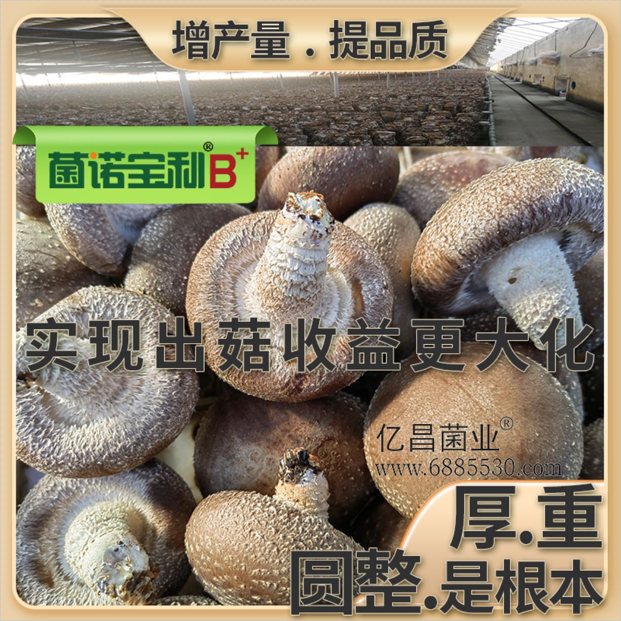 億昌菌業(yè)-菌諾寶利B+（網(wǎng)頁-46）應用于香菇栽培