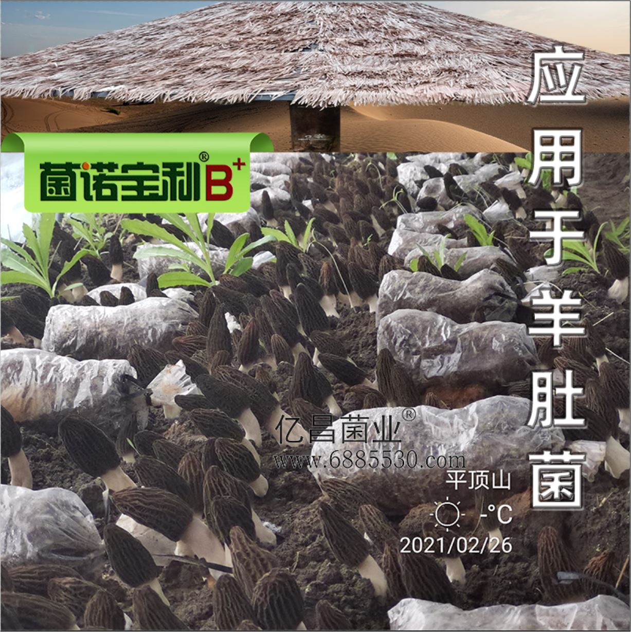 億昌菌業(yè)-菌諾寶利B+（網(wǎng)頁-33）應用于羊肚菌-1