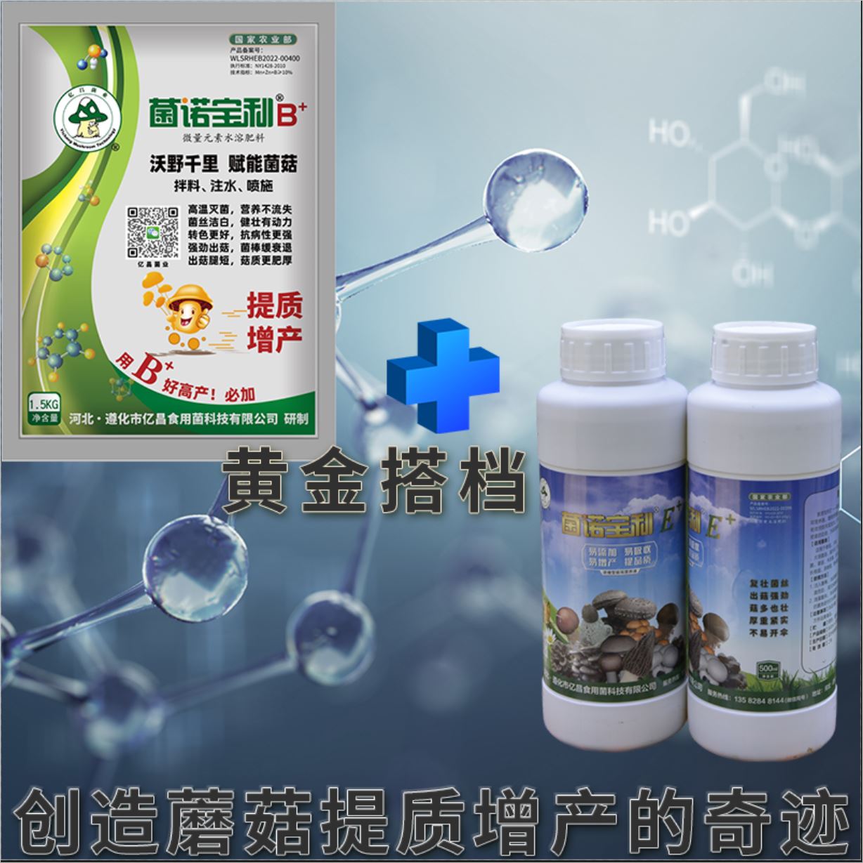 億昌菌業(yè)-菌諾寶利E+（網(wǎng)頁-8）黃金搭檔，創(chuàng)造蘑菇提質(zhì)增產(chǎn)的奇跡