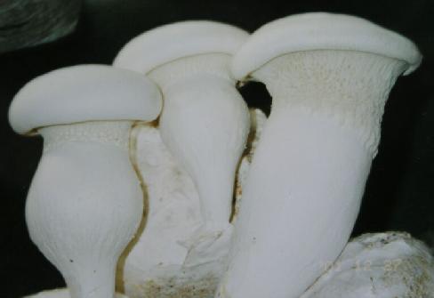 種植白靈菇產(chǎn)量低，不要著急！億昌菌業(yè)專家給您的6個(gè)建議