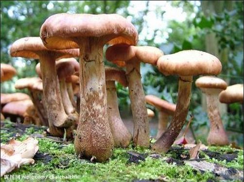 億昌菌業(yè)-豬肚菇的栽培環(huán)境與技術