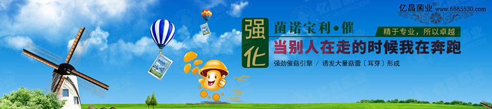 億昌催菇王——強勁催菇引擎，誘發(fā)大量菇蕾（耳芽）形成